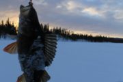 Окунь на средний Kastmaster в северной Карелии