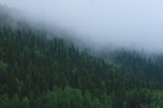 Лес Карелии