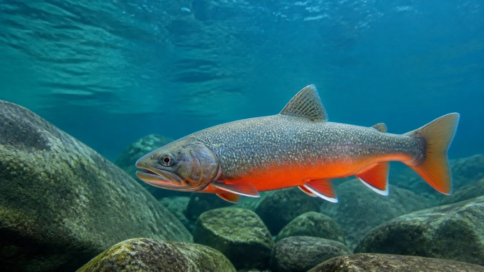 Арктический голец Salvelinus alpinus — циркумполярный вид семейства лососёвых, обитающий у арктических побережий